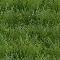 Landscape Medley Gras