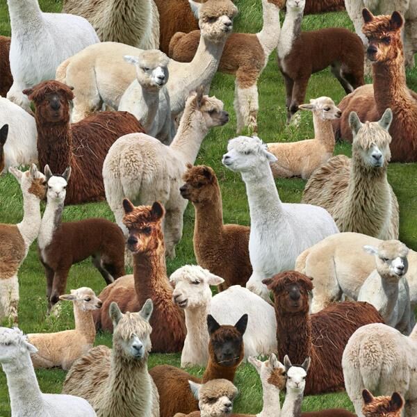 Farm Animals Alpacas green