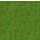 Poinettia Greetings, Holly & Scroll, Green