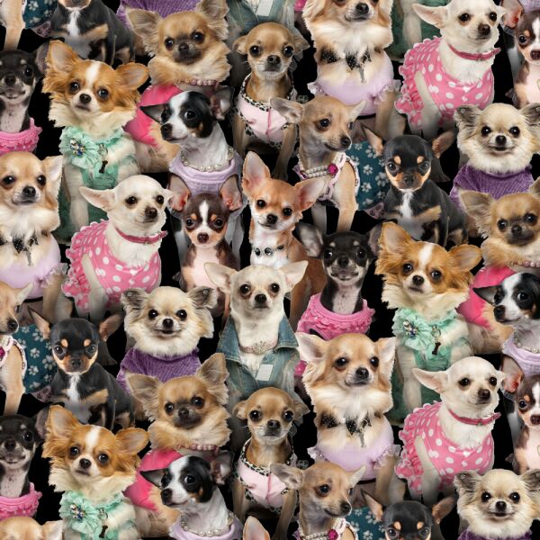 Best Friend, Chihuahuas Multi